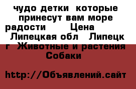 чудо детки, которые принесут вам море радости!!!! › Цена ­ 8 000 - Липецкая обл., Липецк г. Животные и растения » Собаки   